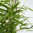 PLANT IN A BOX - Bambou non-traçant - Set de 3 - Fargesia rufa - Hauteur 25-40cm - ⌀13cm - vignette
