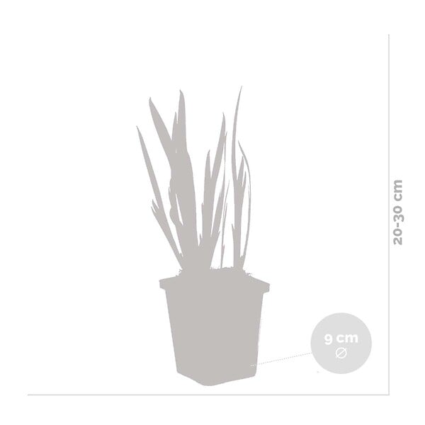 BLOOMIQUE - Lot de 6 - Iris Kaempferi - Iris du Japon - Violet - Plantes de bassin - H. 20-30 cm - P. 9 cm - large