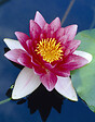 BLOOMIQUE - Lot de 2 - Nymphaea Attraction - Nénuphar - Rouge - Plantes de bassin - H. 10-20 cm - P. 11 cm - vignette