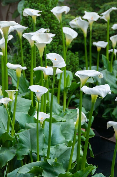 BLOOMIQUE - Lot de 3 - Zantedeschia Aethiopica - Arum blanc - Plantes de bassin - H. 10-20 cm - P. 9 cm - large