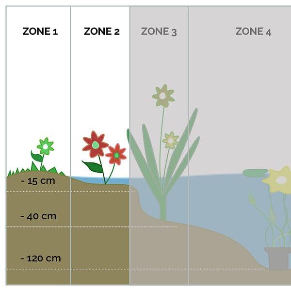 BLOOMIQUE - Iris Versicolor - Iris versicolore - Plantes de bassin - Plantes aquatiques - H. 20-30 cm - P. 9 cm - large