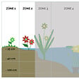 BLOOMIQUE - Iris Versicolor - Iris versicolore - Plantes de bassin - Plantes aquatiques - H. 20-30 cm - P. 9 cm - vignette