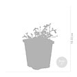 BLOOMIQUE - Mazus Reptans - Mazus rampant - Plantes de bassin - Plantes aquatiques - H. 10-20 cm - P. 9 cm - vignette