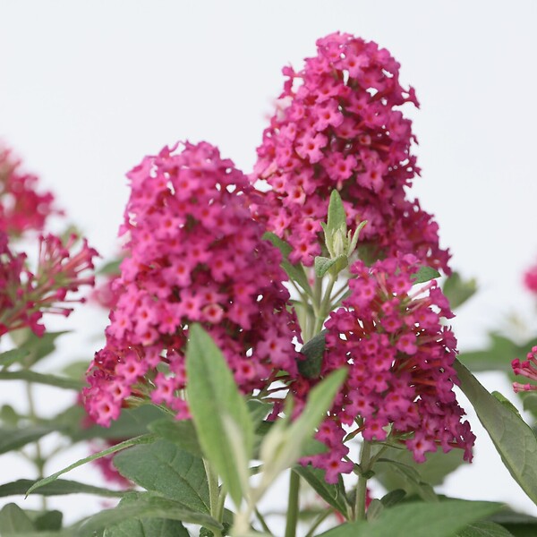 PLANT IN A BOX - Arbre à papillons - Buddleja davidii 'Candy' - Hauteur 30-40cm - ⌀19cm - large