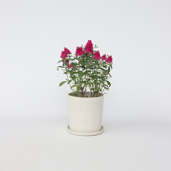 PLANT IN A BOX - Arbre à papillons - Buddleja davidii 'Candy' - Hauteur 30-40cm - ⌀19cm - large