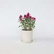 PLANT IN A BOX - Arbre à papillons - Buddleja davidii 'Candy' - Hauteur 30-40cm - ⌀19cm - vignette