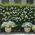 PLANT IN A BOX - Dipladenia - Mandeville 'Rio White' - Hauteur 60-70cm - ⌀17cm - vignette