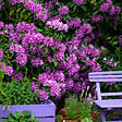 PLANT IN A BOX - Buisson à fleurs - Set de 3 - Rhododendron 'Catawbiense' - H25-40cm - ⌀9cm - vignette