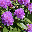 PLANT IN A BOX - Buisson à fleurs - Set de 3 - Rhododendron 'Catawbiense' - H25-40cm - ⌀9cm - vignette