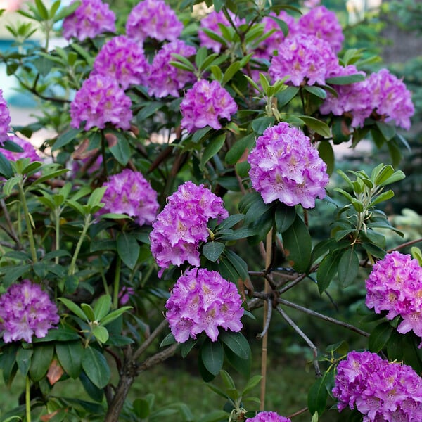 PLANT IN A BOX - Buisson à fleurs - Set de 3 - Rhododendron 'Catawbiense' - H25-40cm - ⌀9cm - large