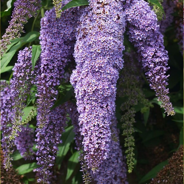 PLANT IN A BOX - Arbre à papillons - Set de 3 - Buddleja davidii - Hauteur 25-40cm - ⌀9cm - large