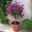 PLANT IN A BOX - Bougainvillier - Bougainvillea 'Alexandra' - Hauteur 50-60cm - ⌀17cm - vignette