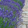 PLANT IN A BOX - Lavande vraie - Set de 12 - Lavandula angustifolia - Hauteur 10-15cm - ⌀10,5cm - vignette