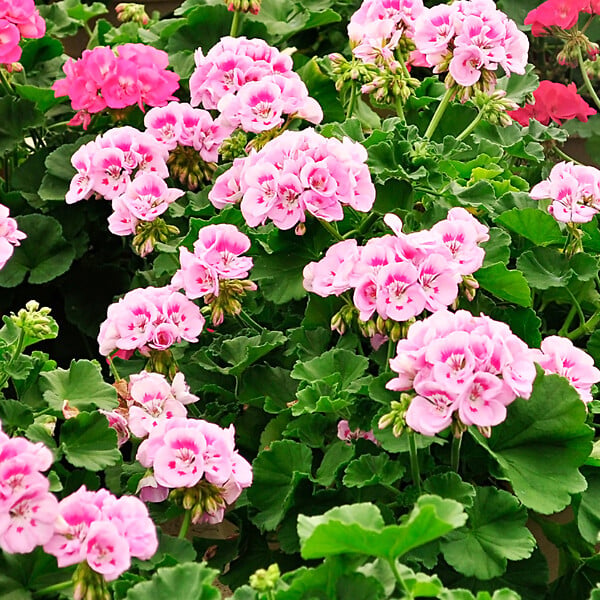 PLANT IN A BOX - Géranium - Set de 3 - Pelargonium 'Pink Capitatum' - Hauteur 15-25cm - ⌀10cm - large