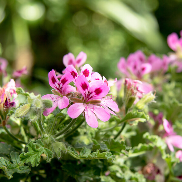 PLANT IN A BOX - Géranium - Set de 3 - Pelargonium 'Pink Capitatum' - Hauteur 15-25cm - ⌀10cm - large