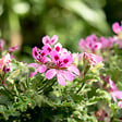PLANT IN A BOX - Géranium - Set de 3 - Pelargonium 'Pink Capitatum' - Hauteur 15-25cm - ⌀10cm - vignette