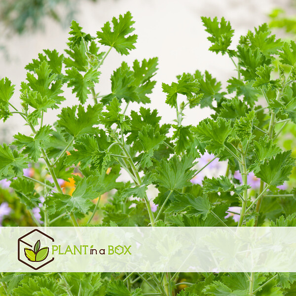 PLANT IN A BOX - Géranium - Set de 3 - Pelargonium 'Pink Capitatum' - Hauteur 15-25cm - ⌀10cm - large