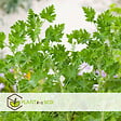 PLANT IN A BOX - Géranium - Set de 3 - Pelargonium 'Pink Capitatum' - Hauteur 15-25cm - ⌀10cm - vignette