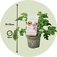 PLANT IN A BOX - Géranium - Set de 3 - Pelargonium 'Pink Capitatum' - Hauteur 15-25cm - ⌀10cm - vignette