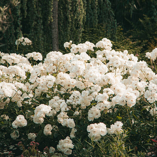 PLANT IN A BOX - Buisson à fleurs - Set de 3 - Rhododendron 'Cunningham' - H25-40cm - ⌀9cm - large