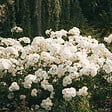 PLANT IN A BOX - Buisson à fleurs - Set de 3 - Rhododendron 'Cunningham' - H25-40cm - ⌀9cm - vignette
