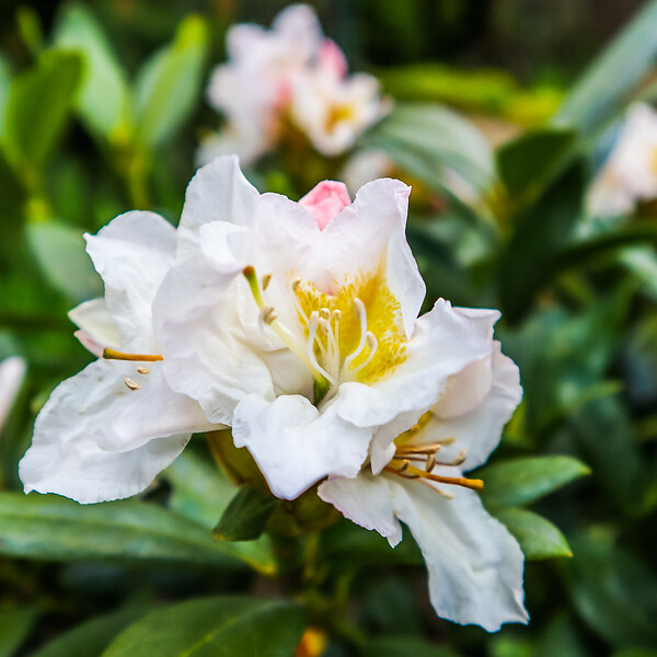 PLANT IN A BOX - Buisson à fleurs - Set de 3 - Rhododendron 'Cunningham' - H25-40cm - ⌀9cm - large