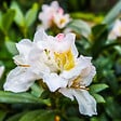 PLANT IN A BOX - Buisson à fleurs - Set de 3 - Rhododendron 'Cunningham' - H25-40cm - ⌀9cm - vignette