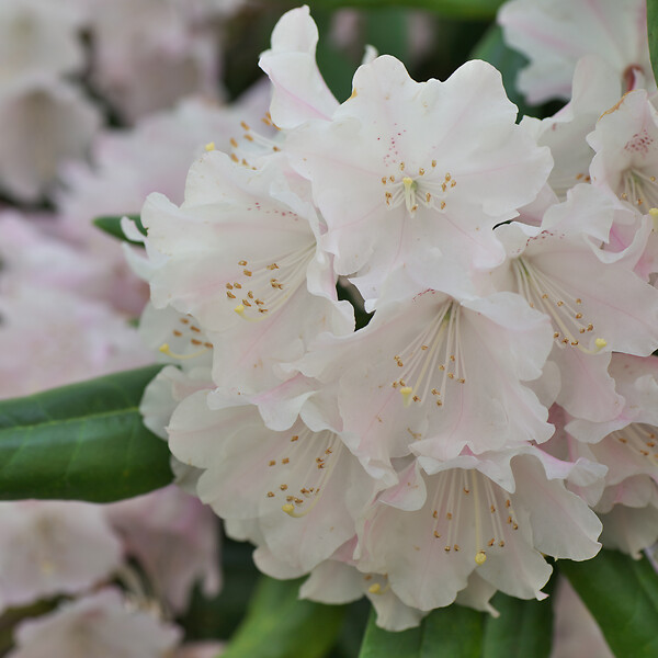 PLANT IN A BOX - Buisson à fleurs - Set de 3 - Rhododendron 'Cunningham' - H25-40cm - ⌀9cm - large