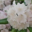 PLANT IN A BOX - Buisson à fleurs - Set de 3 - Rhododendron 'Cunningham' - H25-40cm - ⌀9cm - vignette
