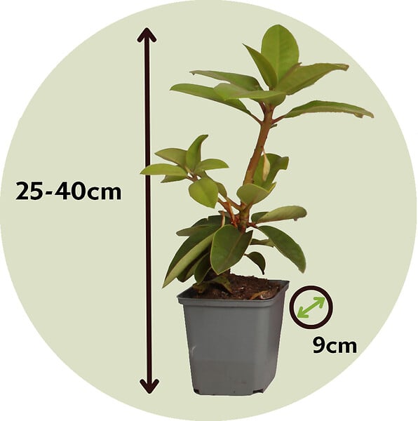 PLANT IN A BOX - Buisson à fleurs - Set de 3 - Rhododendron 'Cunningham' - H25-40cm - ⌀9cm - large