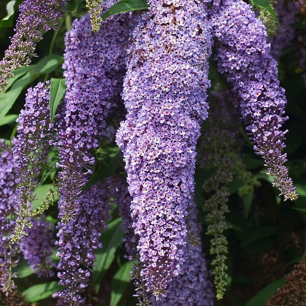 PLANT IN A BOX - Arbre à papillons - Set de 6 - Buddleja davidii - Hauteur 25-40cm - ⌀9cm - large