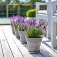 PLANT IN A BOX - Lavande vraie - Lavandula stoechas 'Anouk' - Hauteur 25-35cm - ⌀15cm - vignette