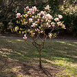 PLANT IN A BOX - Arbre à tulipes - Set de 3 - Magnolia - Hauteur 25-40cm - ⌀9cm - vignette