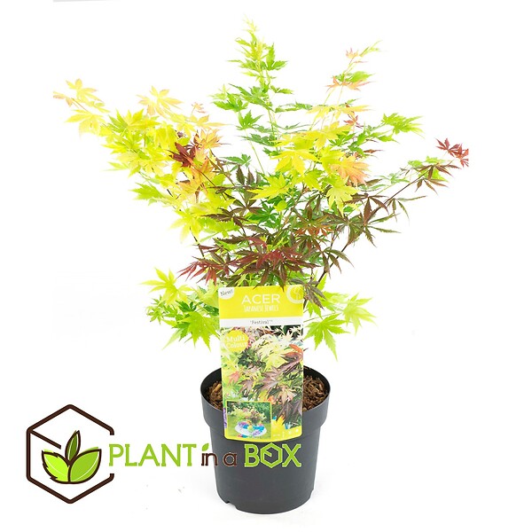 PLANT IN A BOX - érable du Japon - Acer palmatum 'Festival' - Hauteur 60-70cm - âŒ€19cm - large