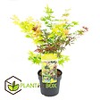 PLANT IN A BOX - érable du Japon - Acer palmatum 'Festival' - Hauteur 60-70cm - âŒ€19cm - vignette