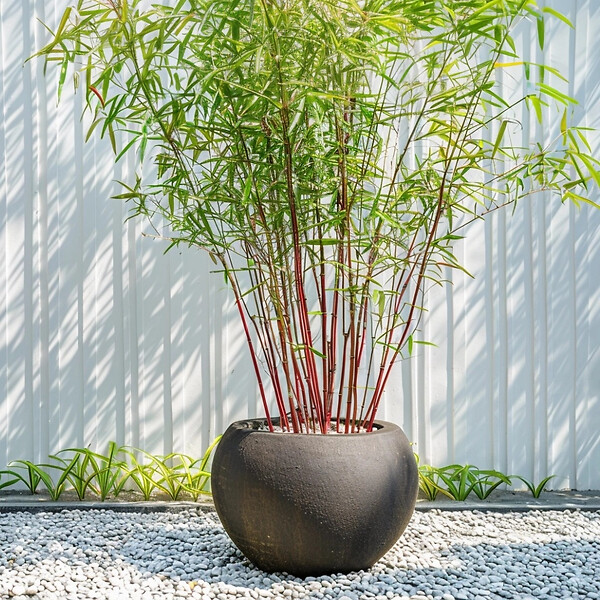 PLANT IN A BOX - Bambou - Set de 3 - Fargesia 'Asian Wonder' - Hauteur 25-40cm - ⌀13cm - large
