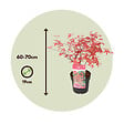 PLANT IN A BOX - érable du Japon - Set de 2 - Acer palmatum 'Beni Maiko' - H60-70cm - âŒ€19cm - vignette