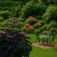PLANT IN A BOX - Sureau noir - Set de 2 - Sambucus nigra 'Black Lace' - Hauteur 25-40cm - ⌀17cm - vignette