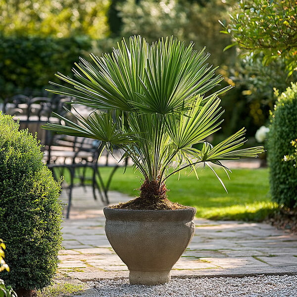 PLANT IN A BOX - Palmier nain - Chamaerops humilis - Hauteur 50-60cm - ⌀15cm - large