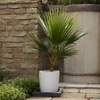 PLANT IN A BOX - Palmier de Washington - Washingtonia robusta - Hauteur 70-90cm - ⌀21cm - vignette