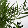 PLANT IN A BOX - Palmier Dattier des Canaries - Set de 2 - Phoenix - Hauteur 50-60cm - ⌀15cm - vignette