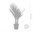 BLOOMIQUE - Lot de 2 - Washingtonia Robusta - Palmier éventail mexicain - H. 60-80 cm - P. 17 cm - vignette