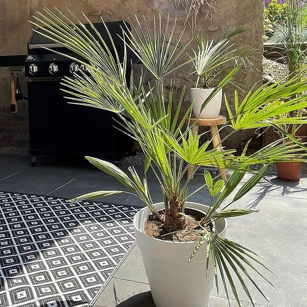 BLOOMIQUE - Lot de 2 - Washingtonia Robusta - Palmier éventail mexicain - H. 60-80 cm - P. 17 cm - large