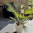 BLOOMIQUE - Lot de 2 - Washingtonia Robusta - Palmier éventail mexicain - H. 60-80 cm - P. 17 cm - vignette