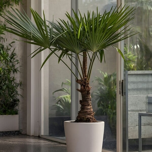 PLANT IN A BOX - Palmier de Chine - Trachycarpus Fortunei - Hauteur 65-75cm - ⌀21cm - large