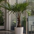 PLANT IN A BOX - Palmier de Chine - Trachycarpus Fortunei - Hauteur 65-75cm - ⌀21cm - vignette