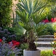 PLANT IN A BOX - Palmier de Chine - Trachycarpus Fortunei - Hauteur 65-75cm - ⌀21cm - vignette