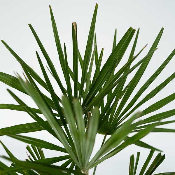 PLANT IN A BOX - Palmier de Chine - Trachycarpus Fortunei - Hauteur 65-75cm - ⌀21cm - large
