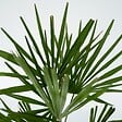 PLANT IN A BOX - Palmier de Chine - Trachycarpus Fortunei - Hauteur 65-75cm - ⌀21cm - vignette