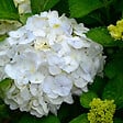 PLANT IN A BOX - Hortensia - Set de 6 - Hydrangea macrophylla 'Wudu' - Hauteur 25-40cm - ⌀9cm - vignette